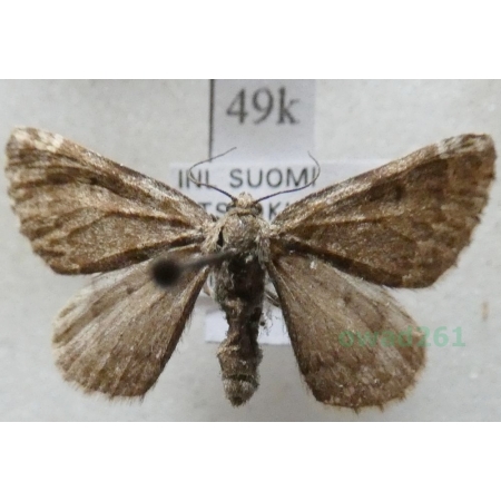 Entephria punctipes Curtis, 1835 Finland49k